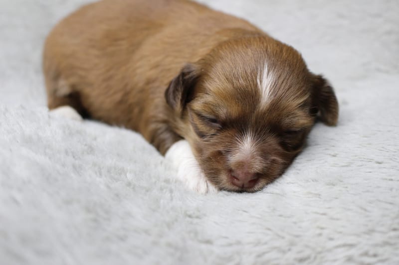 Coco