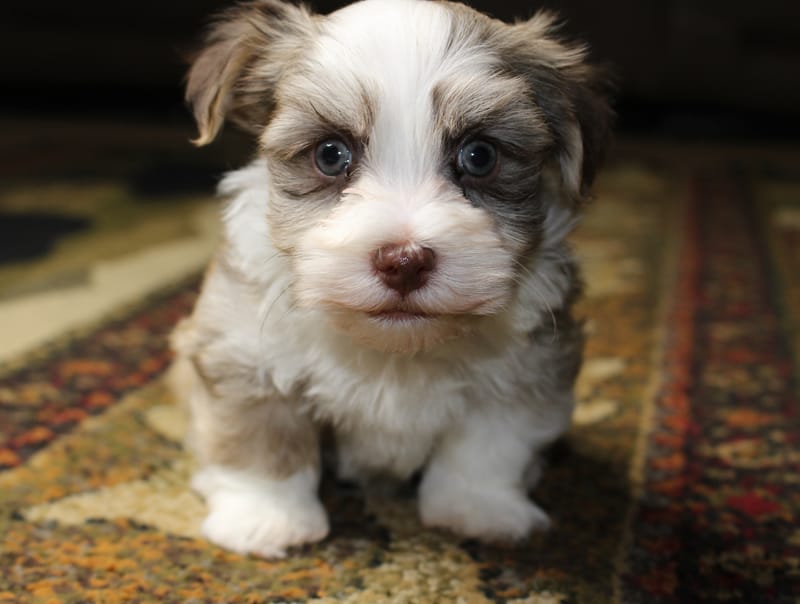 Peanut