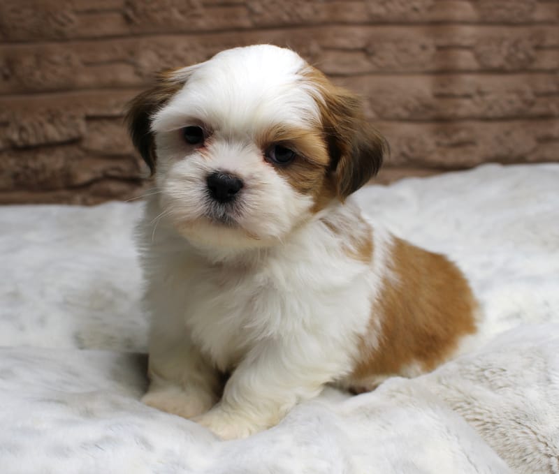 Bruno