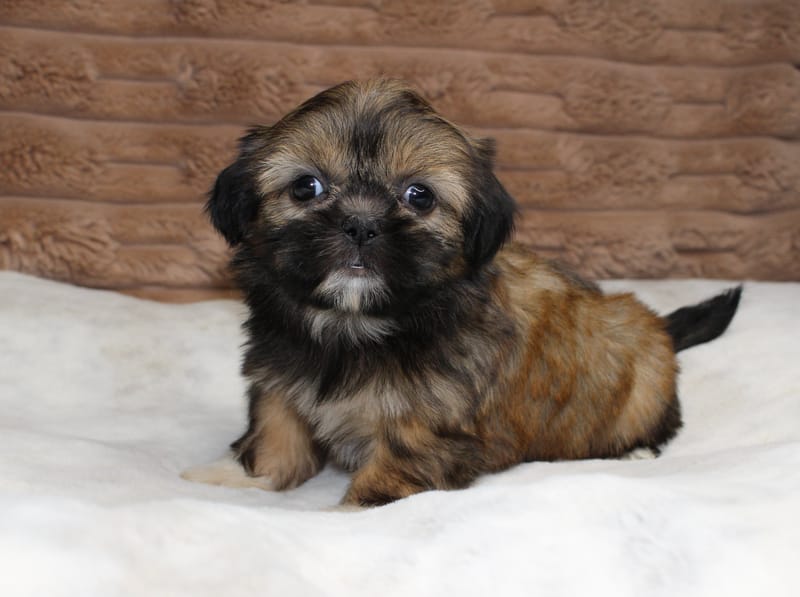Bailey