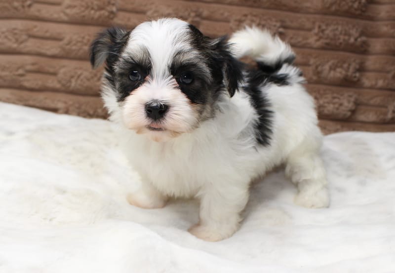 Daisy