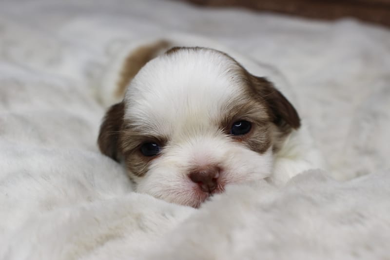 Lucy