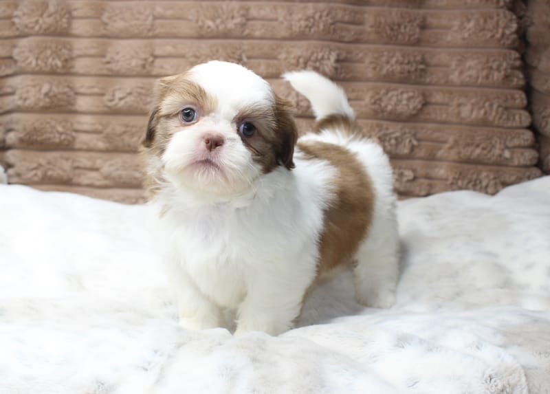 Millie
