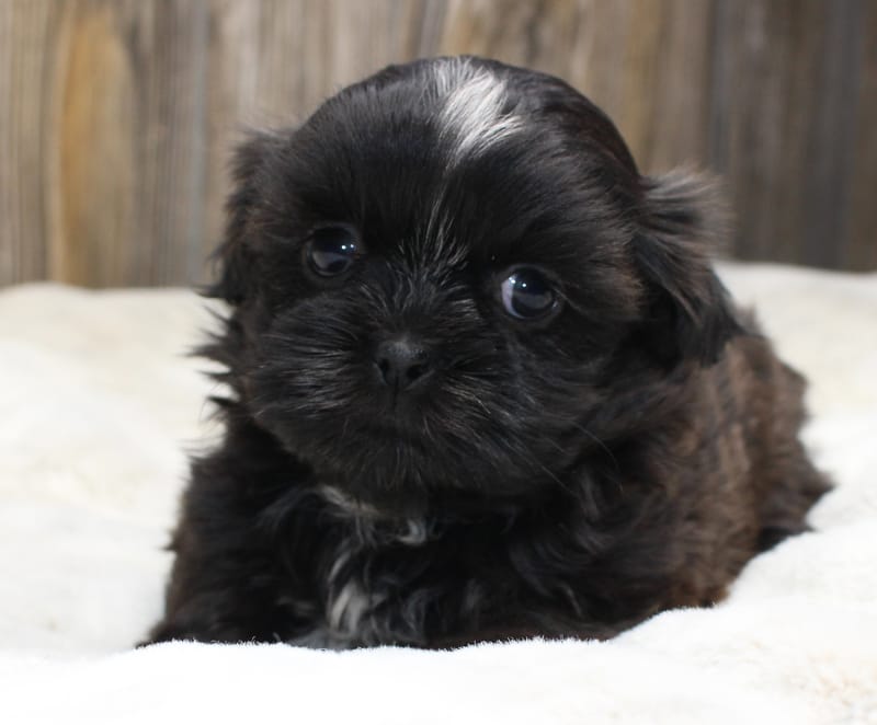 Lucy