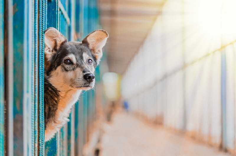 Ethics in Animal Rescue