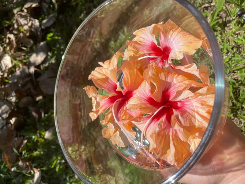 Flower Essence Healing Sessions