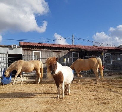 טיפול בעזרת סוסים