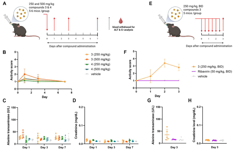 Chlorinated biscoumarins inhibit chikungunya virus replication in cell-basedand animal models