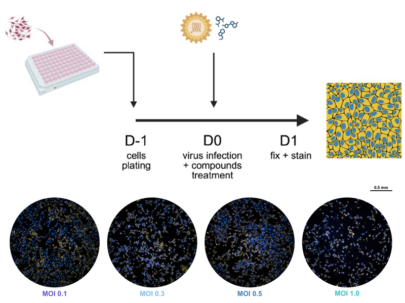 Development, validation, and application of a dual-color fluorescent assay for highthroughput screening of antichikungunya drugs