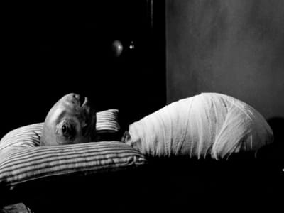 Lynch's Modal Bodies and Eroticism (3): The Ontological Laugh