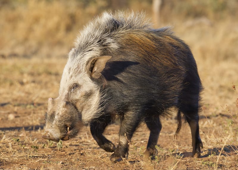 Bushpig