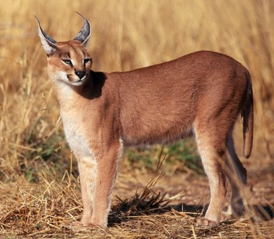 Caracal (Hunt with Dogs)