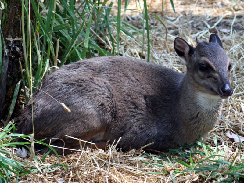 Duiker (Blue)
