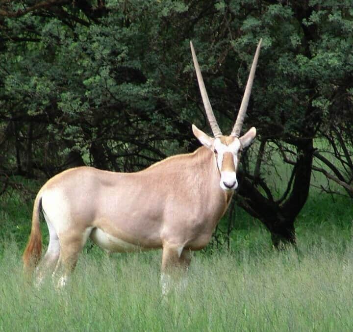 Golden Gemsbuck (Oryx)