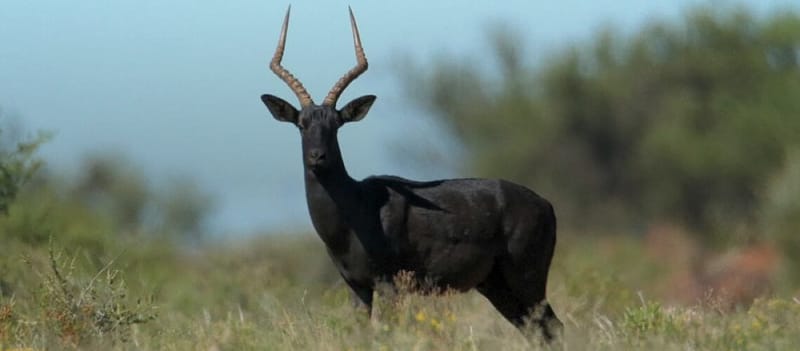 impala (Black)