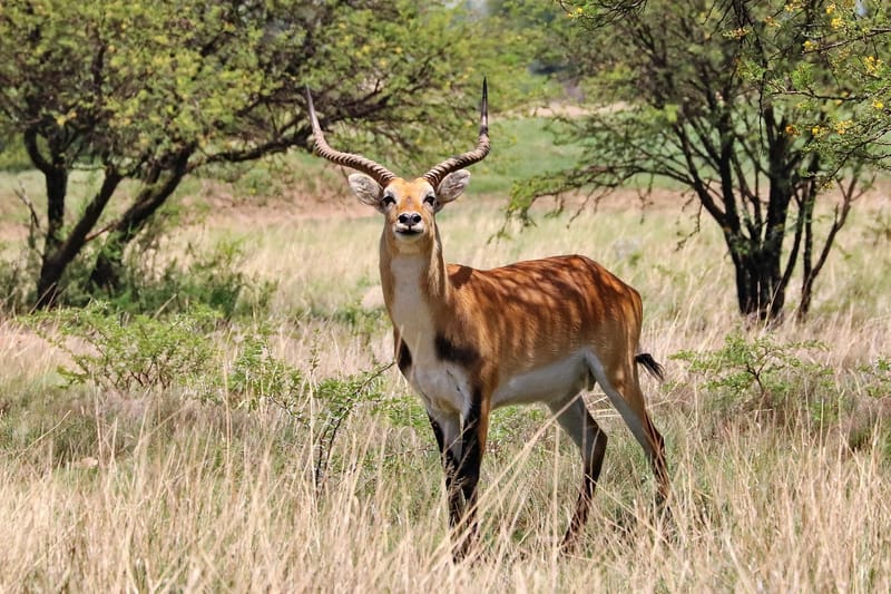 Lechewe (Red)