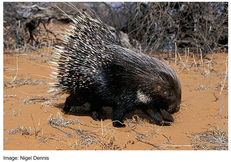 Porcupine