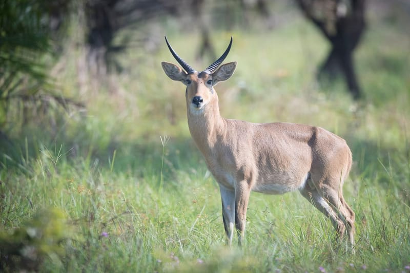Reedbuck (Common)