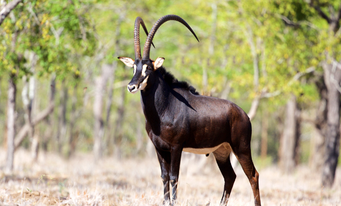 Sable