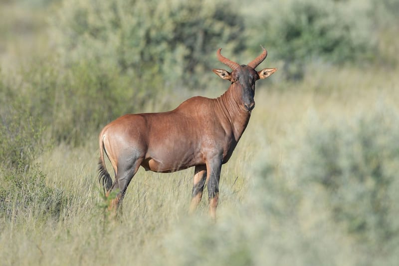 Tsessebe