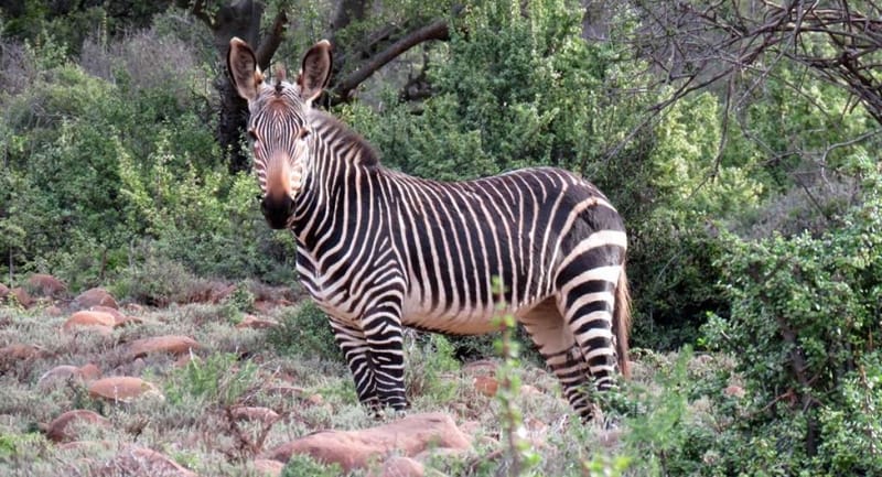 Zebra (Cape Mountain)