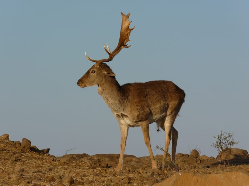 Fellow Deer