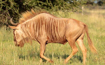 Wildebeest (Golden)