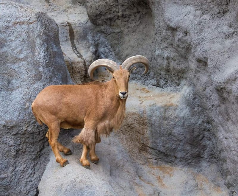 Sheep Barbary