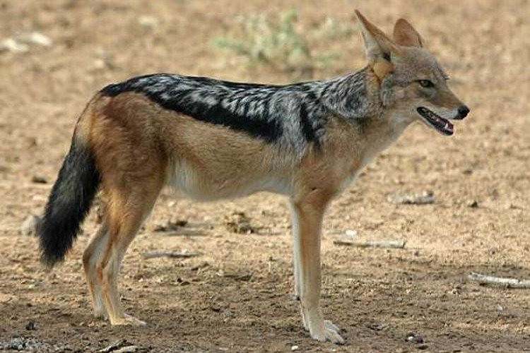 Jackal Black-backed