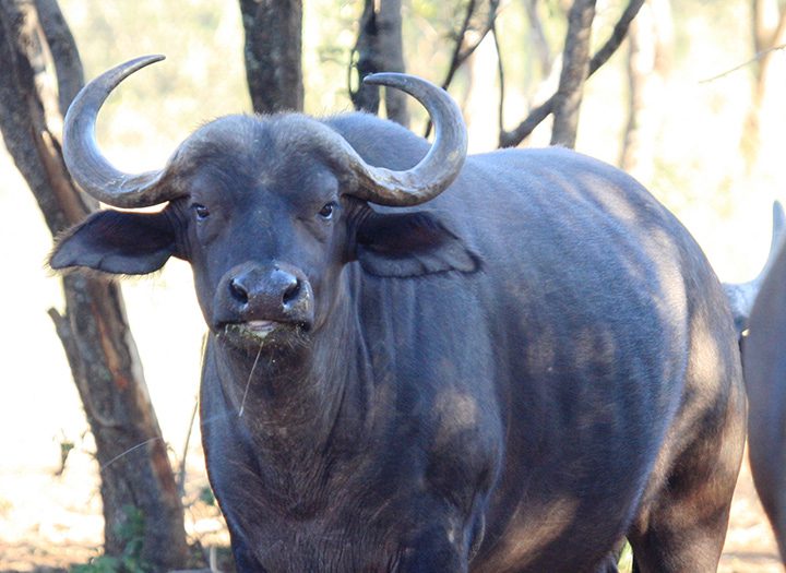 Cape Buffalo Cow