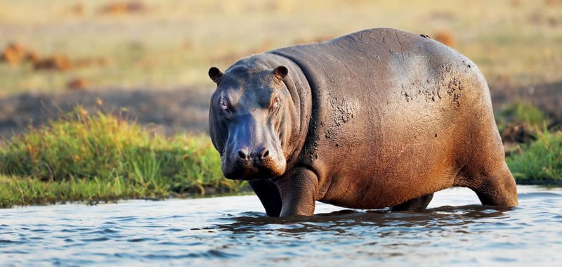 Hippo