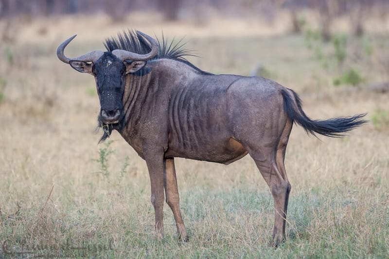 Wildebeest (Blue)