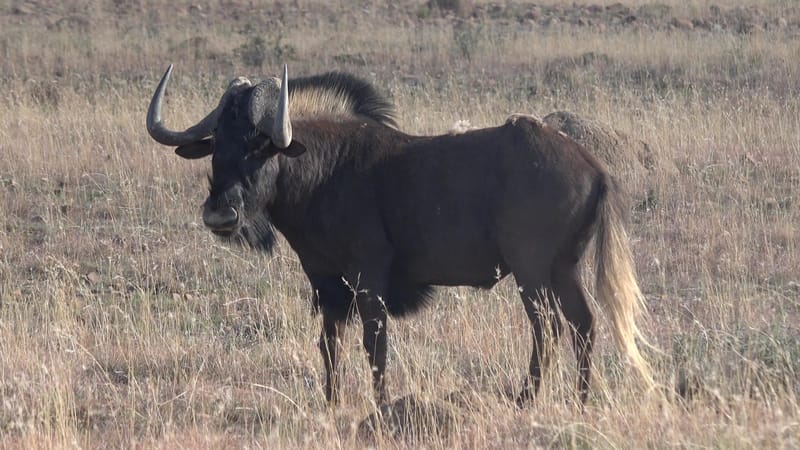 Wildebeest (Black)