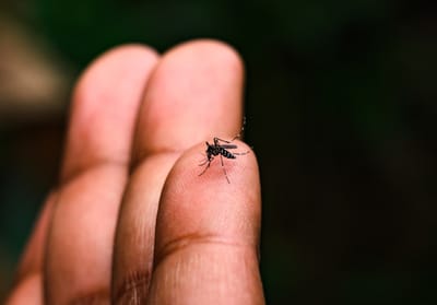 Presença do "mosquito-tigre" em Condeixa-a-Nova
