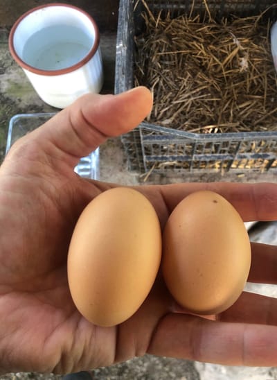 Coje tus huevos frescos!