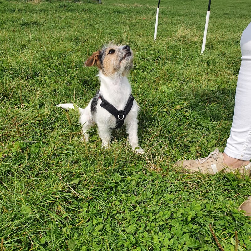 Puppy Plus Training Class