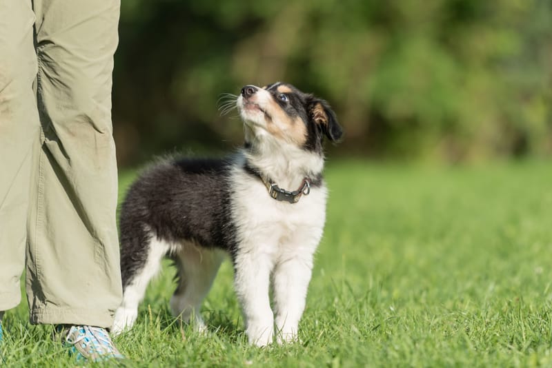 Puppy Confidence Training Class