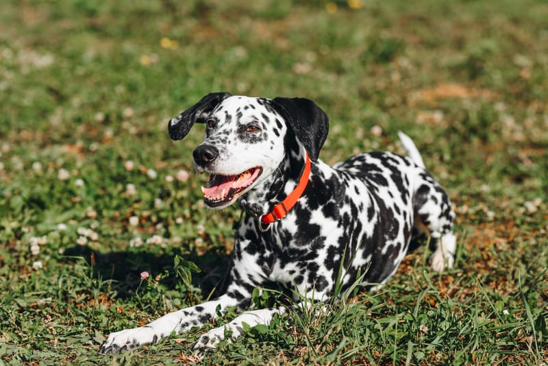 Puppy Plus Training Class