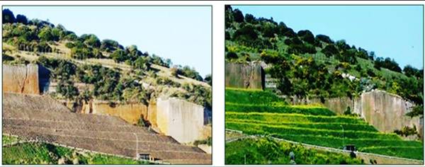 Restauración ambiental de escombreras mineras, canteras y suelos contaminados mediante plantas herbáceas perennes de raíces profundas.