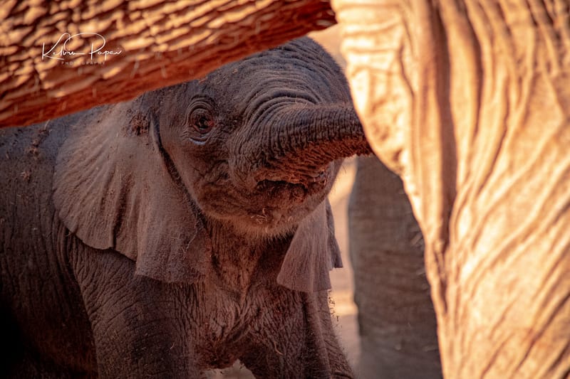 Sheldrick Wildlife Trust Experiences
