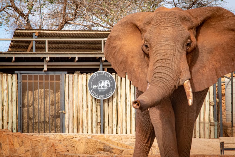 Sheldrick Wildlife Trust Experiences