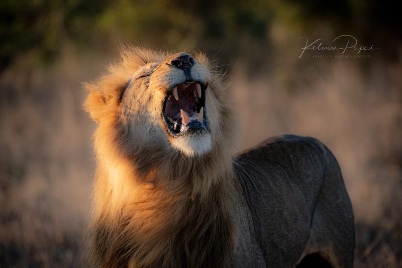 Big Five Experience