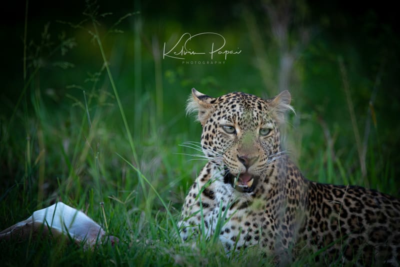 Big Five Experience