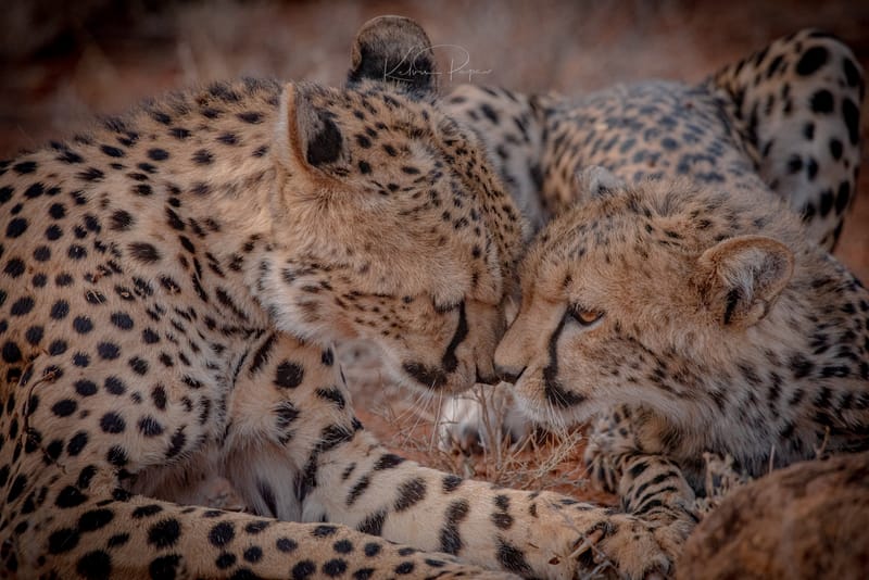 Northern Kenya & Laikipia Experiences