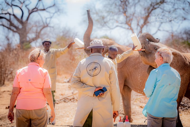 Sheldrick Wildlife Trust Experiences