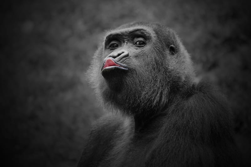 Gorilla Trekking & Wilderness Sojourns