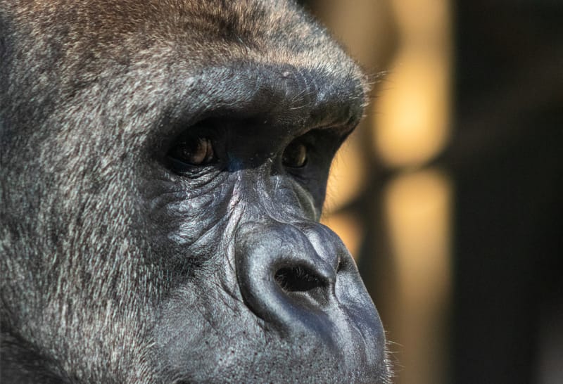 Gorilla Trekking & Wilderness Sojourns