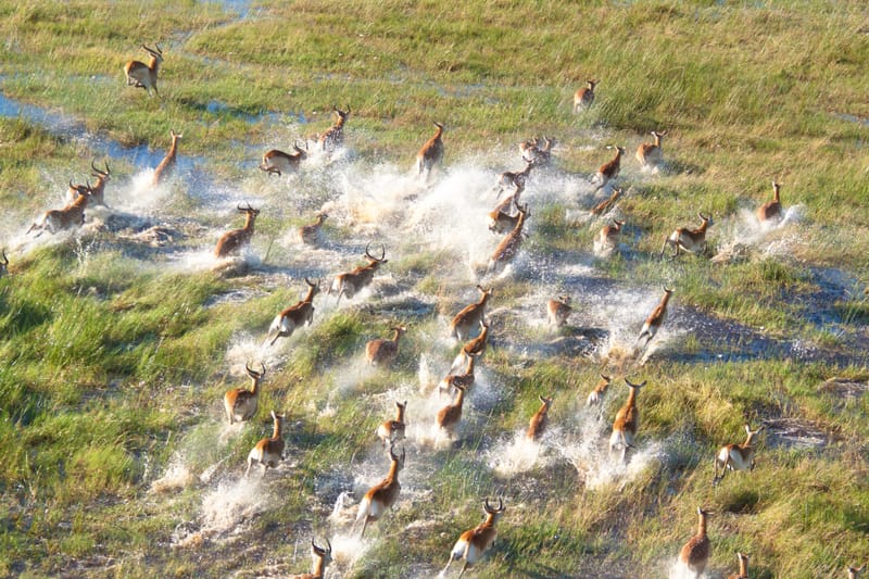Okavango Delta & Victoria Falls Sojourn