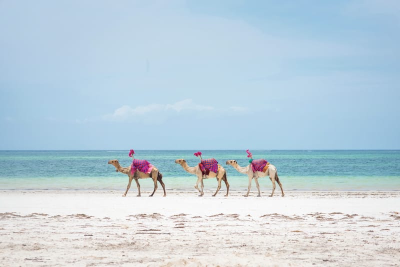 Best of Kenya Experience