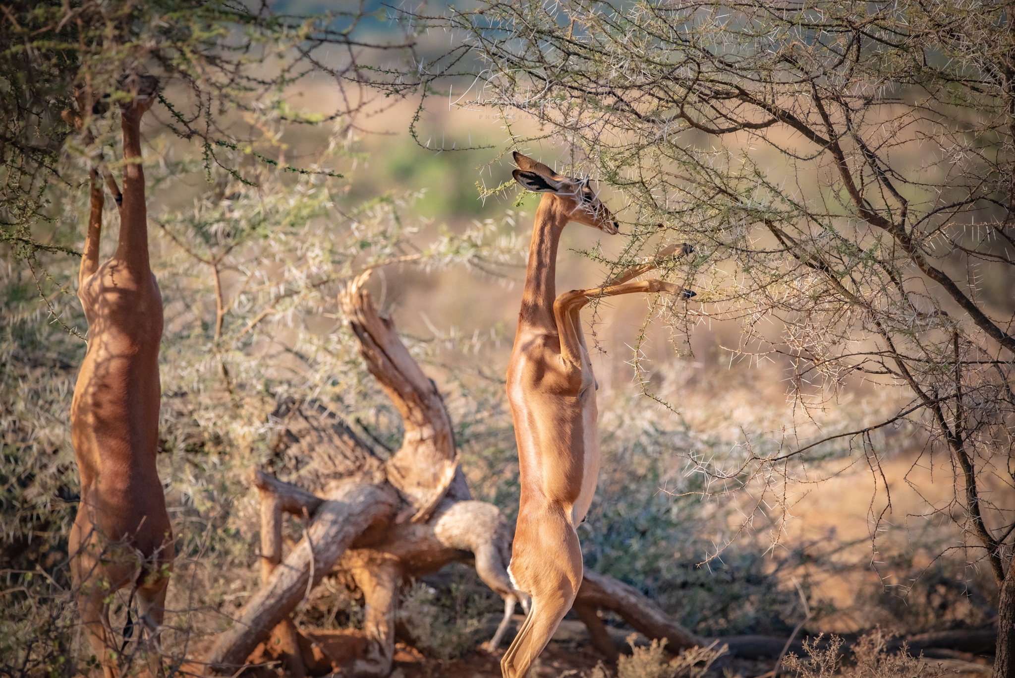 Northern Kenya & Laikipia Experiences